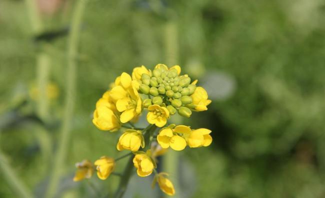 油菜花图片