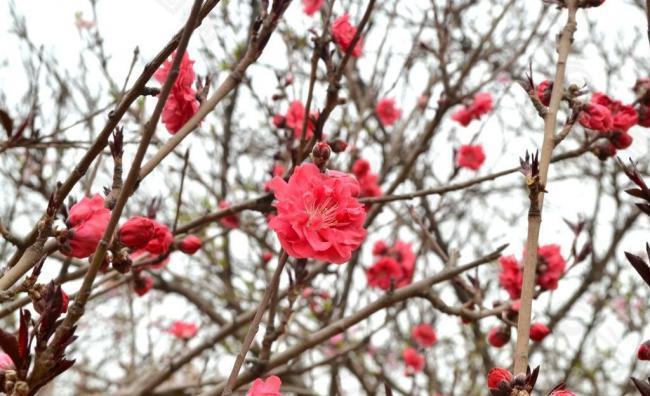 桃花图片