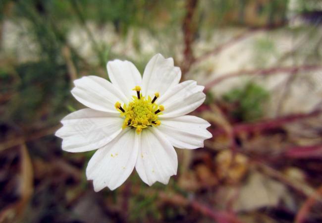 菊花图片