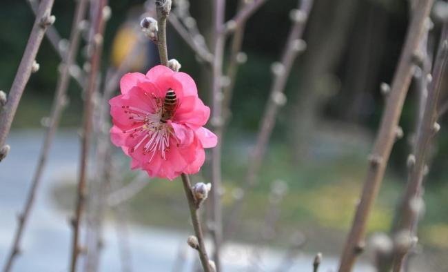 蜜蜂 桃花图片