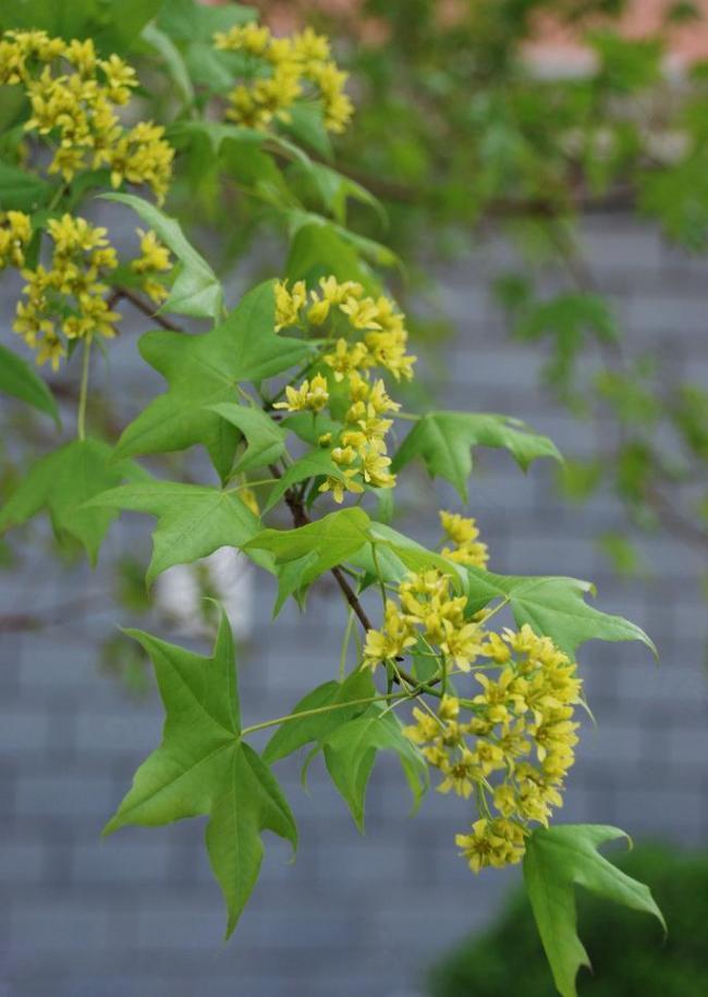 黄花绿叶图片