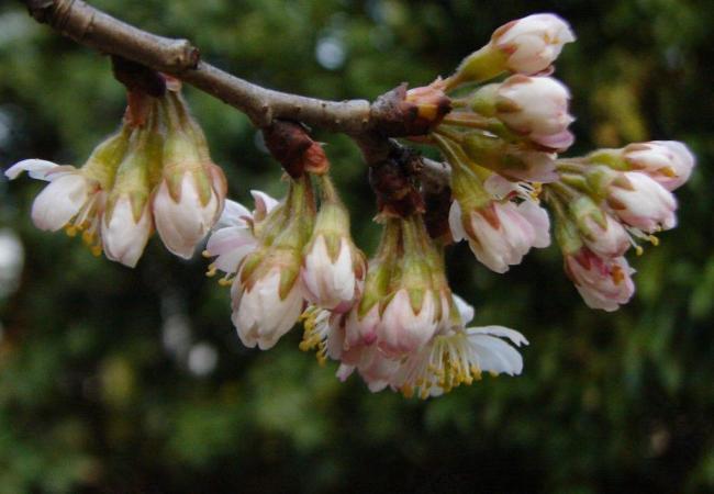 櫻桃花圖片