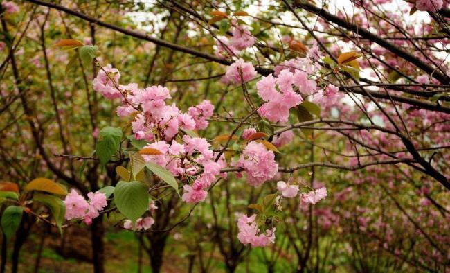 崇州樱花图片