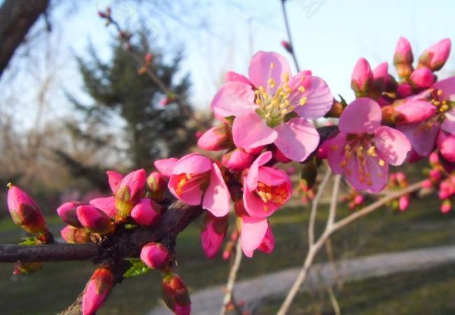 桃花图片