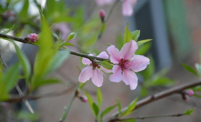 花满枝头图片