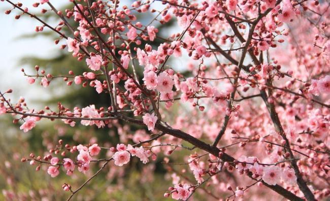 粉色花树图片