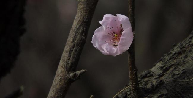 桃花图片