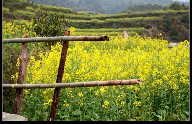 油菜花田图片