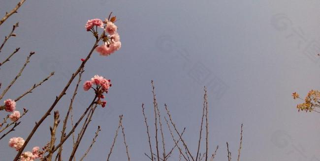 蓝天花语图片
