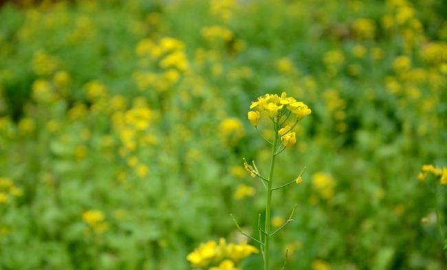 油菜花图片