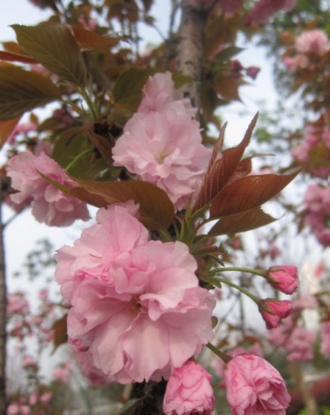 粉红簇拥海棠花图片