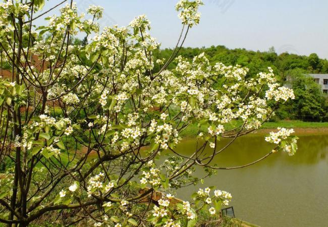 桐子花图片