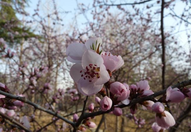 百花齐放图片