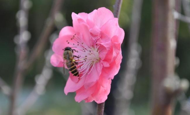 桃花盛开 蜜蜂忙采蜜图片