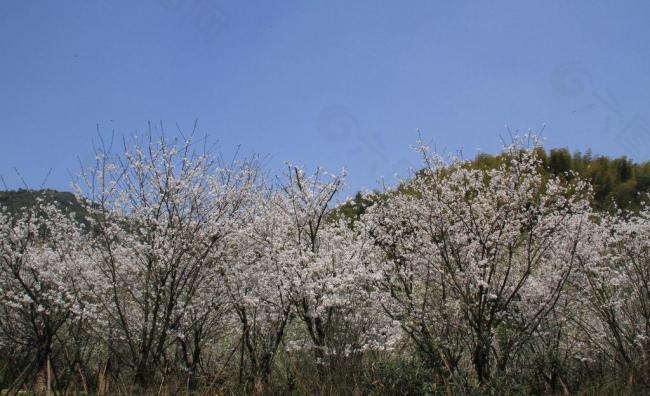 绍兴 大香林樱花图片