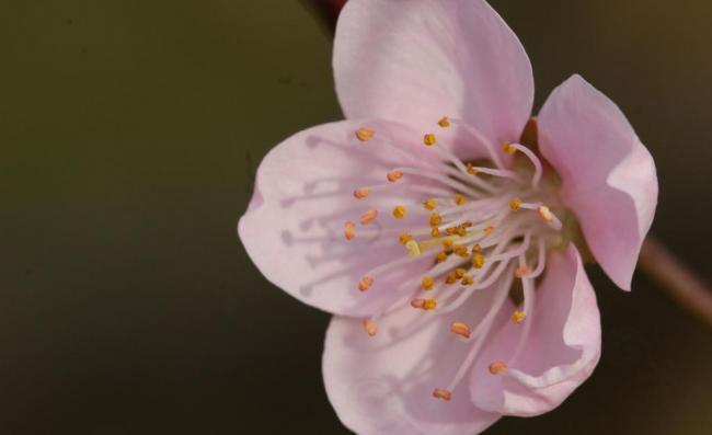 灿烂桃花图片