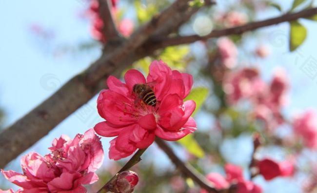 蜜蜂采蜜 桃花图片