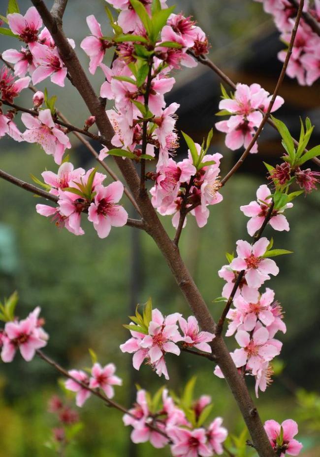 桃花圖片