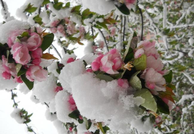 雪中海棠图片