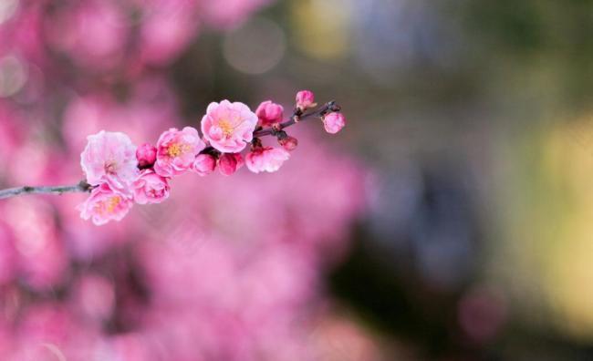 樱花图片