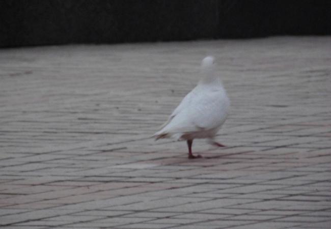 鸽子图片