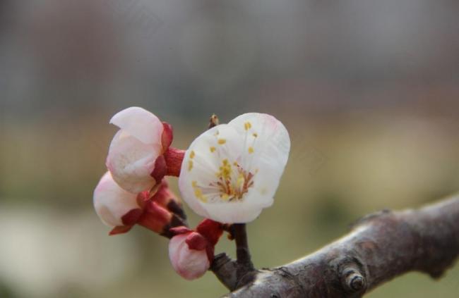 杏花图片