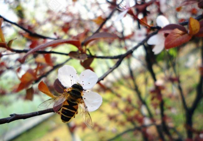 蜜蜂采蜜图片