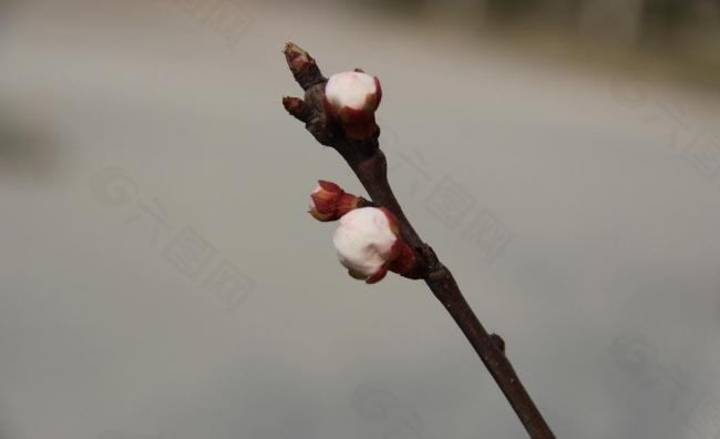 花苞 杏花图片