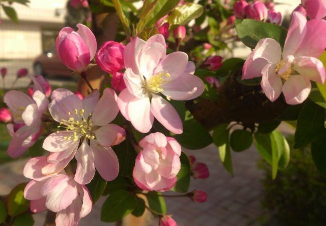 海棠花圖片