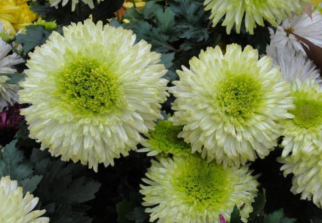 绿菊花图片