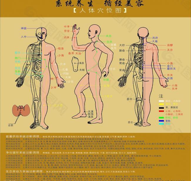 人体经络图图片