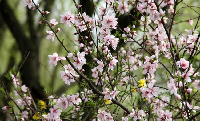 瓜渚湖 桃花图片