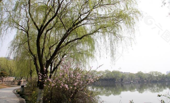 瓜渚湖桃花图片