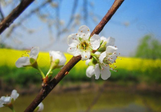 李花图片