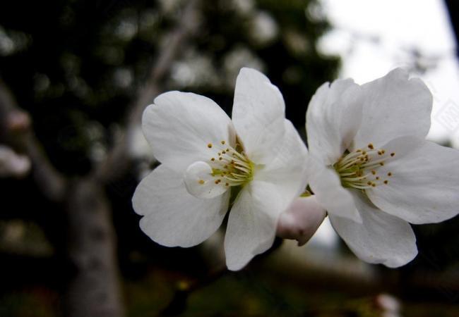 桃花图片