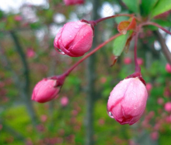 桃花花蕾图片