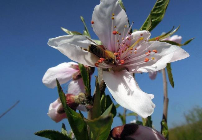 桃花蜜蜂图片