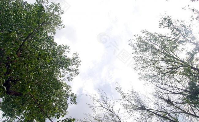天空 白云 绿树图片
