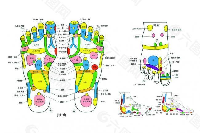 足底穴位图片