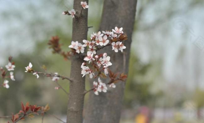 桃花朵朵开图片