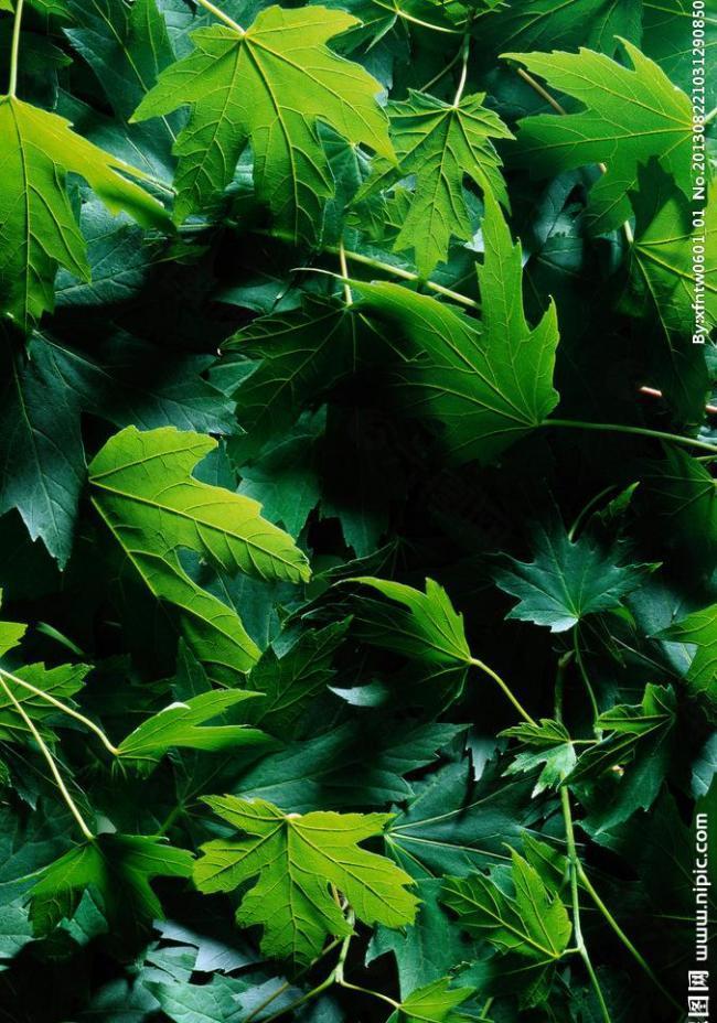 绿色植物背景素材图片
