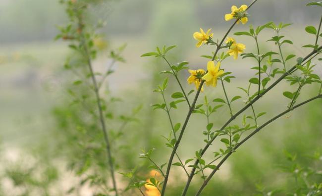 迎春花图片