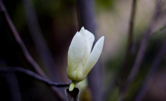 小白花图片