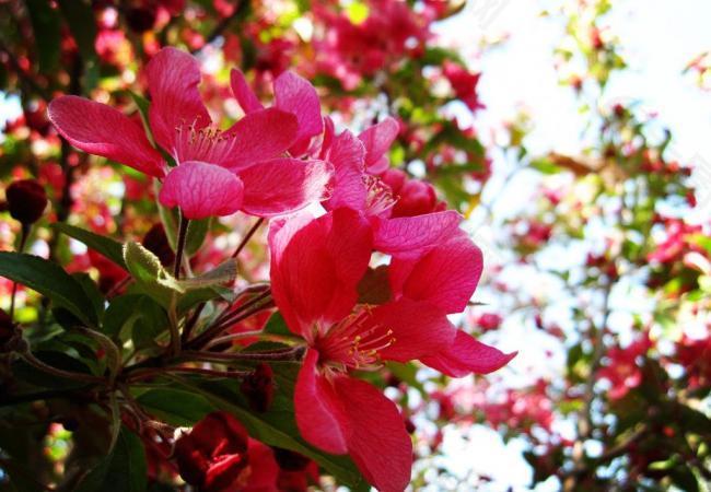 海棠花 红色图片