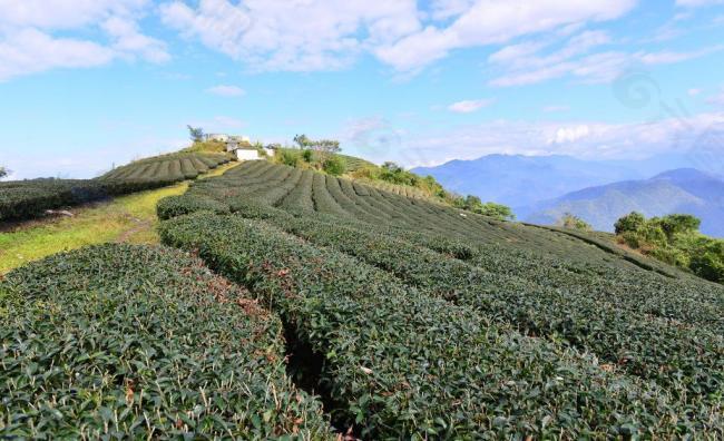 茶園田園風光图片