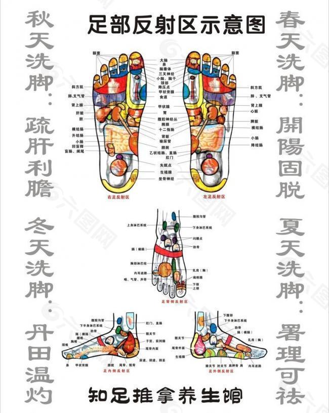 足部反射区示意图图片