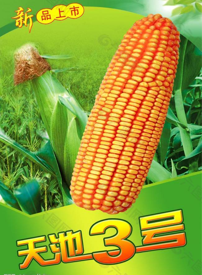 玉米天池3号图片