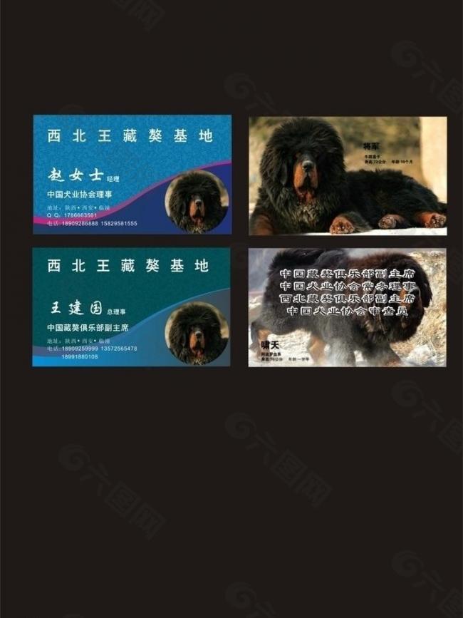藏獒名片图片