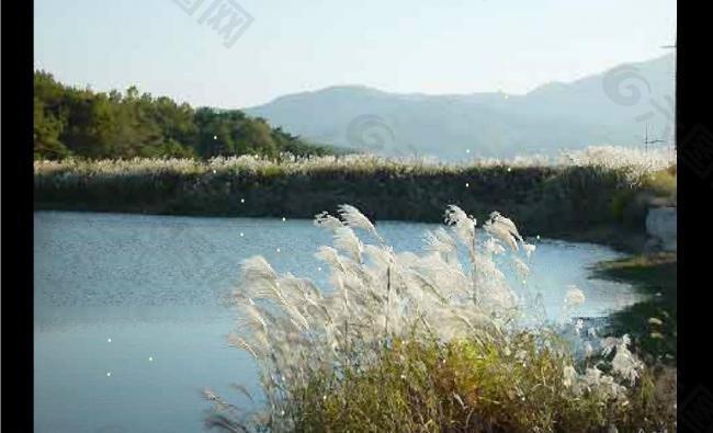 flash 韩国逼真风景动态狗尾草图片