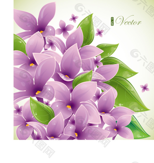 紫色花朵和叶子